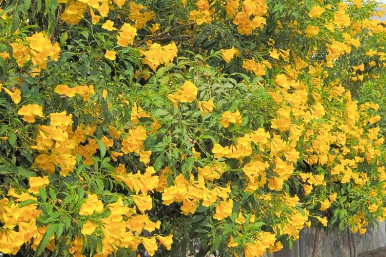 Tecoma stans, Yellow Bells, Yellowbells, Esperanza, Yellow Trumpetbush, Yellow Trumpetflower, Trumpetbush, Trumpetflower, Yellow Elder, Bignonia stans