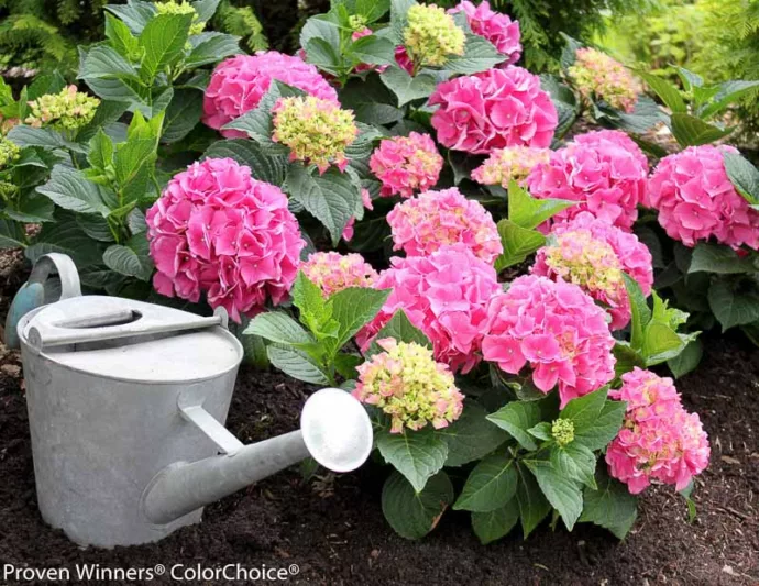 Hydrangea Macrophylla Cityline® Vienna, Cityline® Vienna Hydrangea, Bigleaf Hydrangea Cityline® Vienna, Mophead Hydrangea Mars® Vienna, Blue hydrangea, Pink Hydrangea, Purple Hydrangea