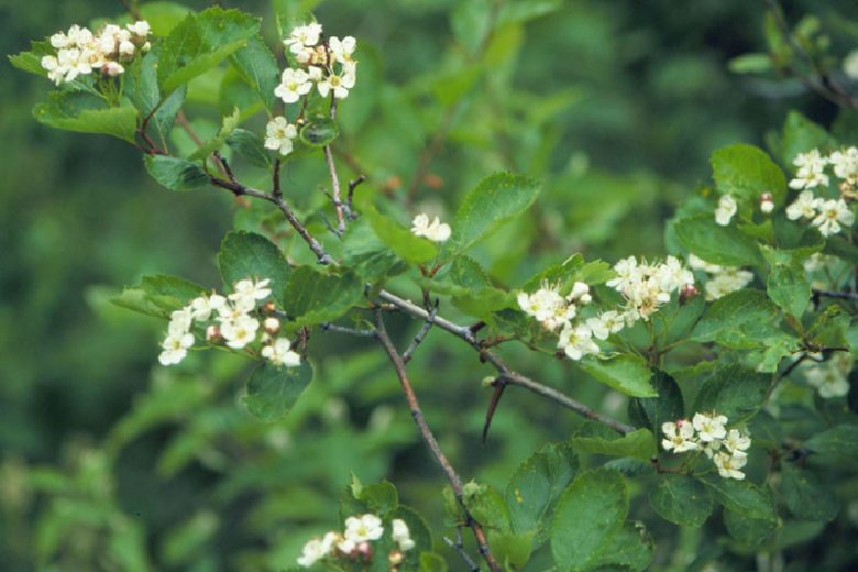 Crataegus douglasii, Black Hawthorn, Crataegus columbiana, Crataegus douglasii var. douglasii, Red fruit, red berries, Winter fruits, White flowers,