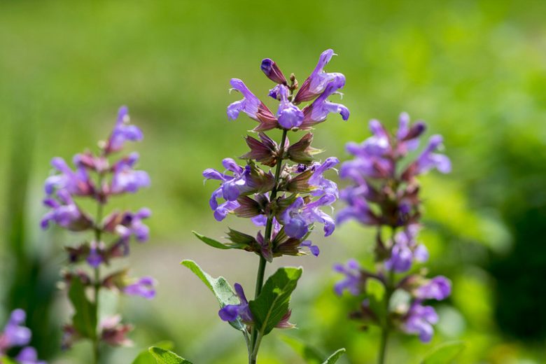 Salvia Officinalis, Common Sage, Garden Sage, Sauge, Salvia officinalis 'Greek', Purple Salvia, Evergreen shrub, Fragrant Shrub