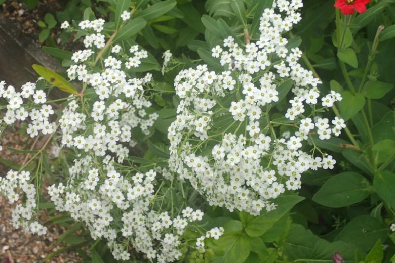 Euphorbia corollata, Flowering Spurge, White Spurge, Garden Spurge, Purging Root, Snake Milk, Tramp's Spurge, White Purslane, Wild Hippo, Wild Spurge