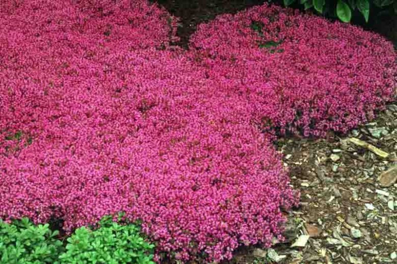 Red Creeping Thyme, Creeping Thyme, Thymus Coccineus, Wild Thyme, Red Thyme, Groundcover, seaside plant, aromatic perennial, fragrant perennial