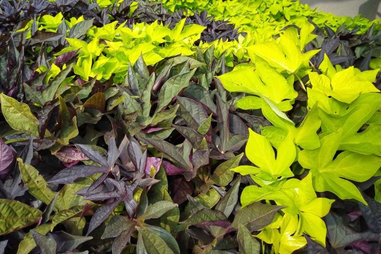 Ipomoea batatas, Sweet Potatoes, Brazilian Arrowroot, Jalap Tops, Kumar, Kumara, Spanish Potato, Yam