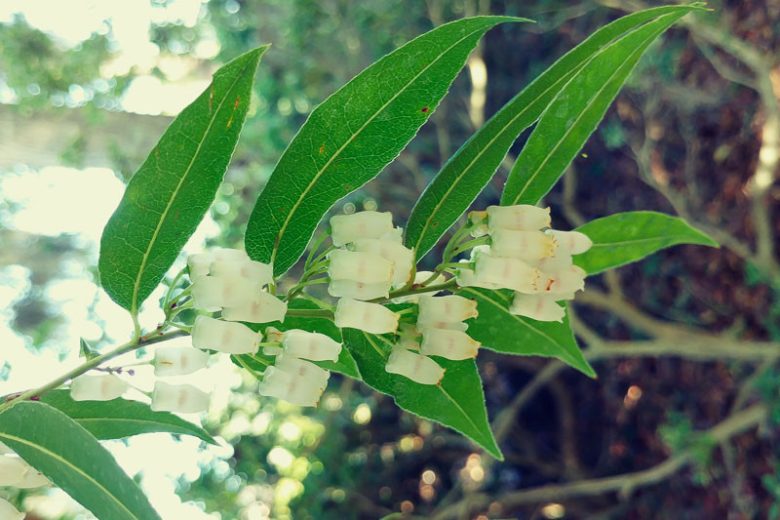 Agarista populifolia, Florida Hobblebush, Tall Fetterbush, Florida Leucothoe, Agarista, Andromeda populifolia, Leucothoe acuminata, Leucothoe populifolia,