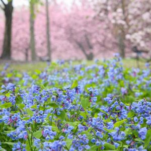 Mertensia virginica, Bluebells, Virginian Bluebells, Blue and Pink Ladies, Blue Iris, Chiming Bells, Kentucky Bluebells, Roanoke Bells, Smooth Lungwort, Tree Lungwort, Virginian Cowslip, Virginian Spiderwort