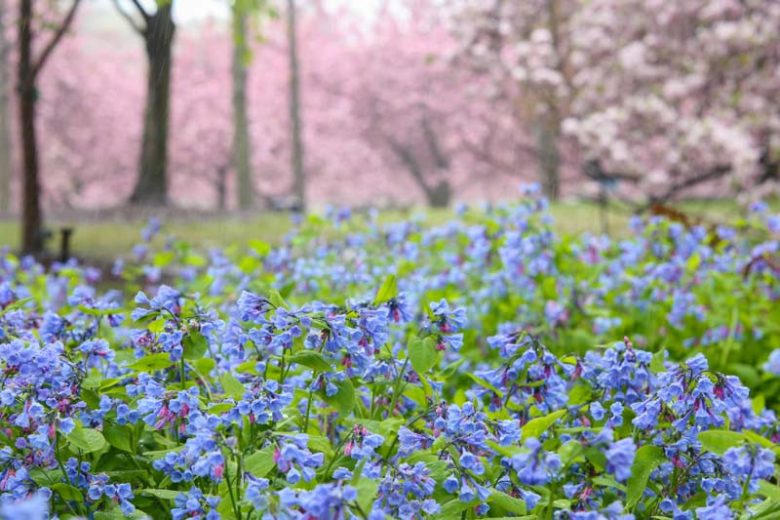 Mertensia virginica, Bluebells, Virginian Bluebells, Blue and Pink Ladies, Blue Iris, Chiming Bells, Kentucky Bluebells, Roanoke Bells, Smooth Lungwort, Tree Lungwort, Virginian Cowslip, Virginian Spiderwort