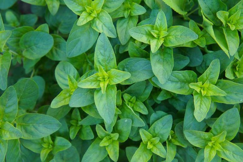 Origanum vulgare 'Compactum', Oregano 'Compactum', Compact Oregano, Compact Marjoram