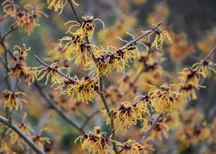 Hamamelis x Intermedia 'Vesna', Witch Hazel 'Vesna', Chinese Witch Hazel 'Vesna', Hamamelis x intermedia 'Vezna', Orange Flowers, Orange Witch Hazel,