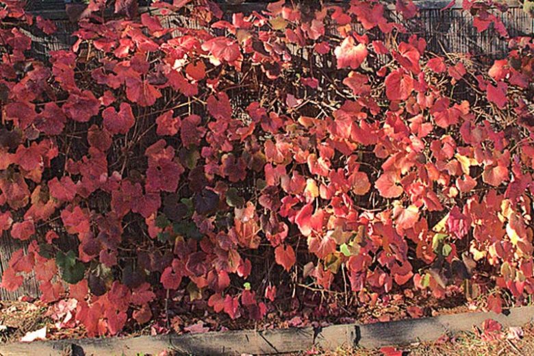 Vitis californica, California Grape, California Wild Grape, Western Wild Grape, Grape Vines, Fall color, Red Leaves, California Native Plants, California Native Shrubs