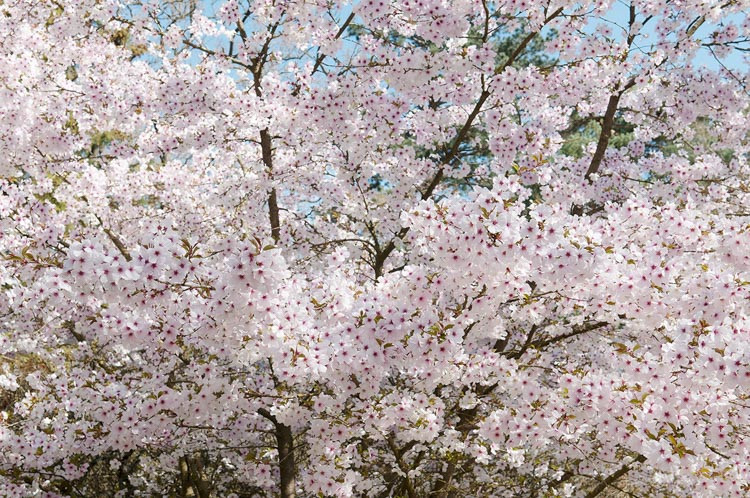 Prunus 'The Bride',Flowering Cherry 'The Bride', Cherry 'The Bride', Prunus incisa 'The Bride', Cherry 'The Bride', White flowers, Spring Flowers,  Fuji cherry tree, Japanese cherry, Flowering cherry tree, Blossom Tree, Cherry blossom tree, Ornamental Cherry