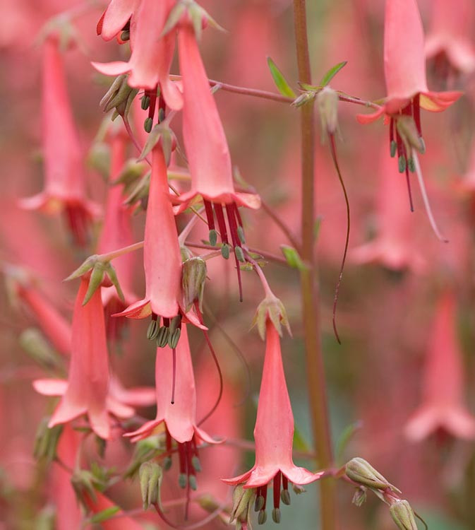 Phygelius × rectus 'African Queen', Cape Fuchsia 'African Queen', Cape Figwort 'African Queen'