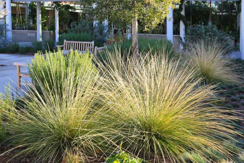 Muhlenbergia rigens, Deer Grass, Deergrass, Meadow Muhly, Deer Muhly, Epicampes rigens, Muhlenbergia marshii, Muhlenbergia mundula, Perennial grass, Drought tolerant grass