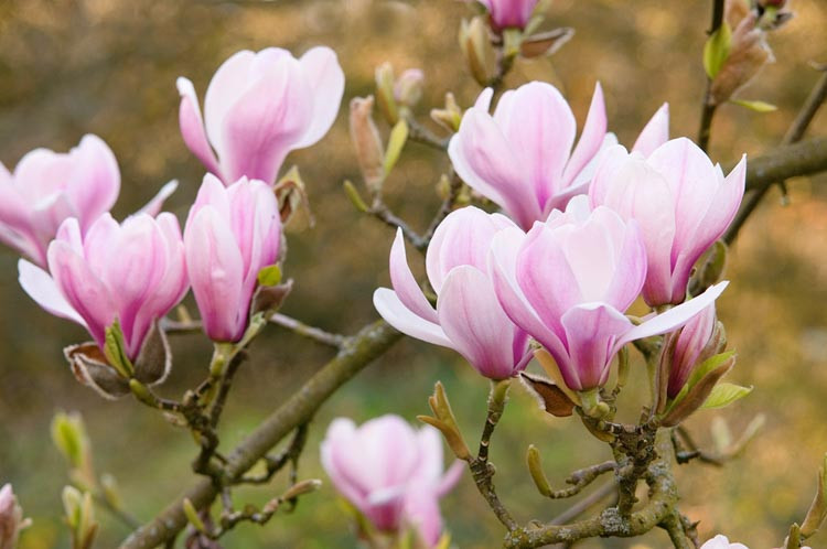 Magnolia denudata 'Forrest's Pink', (Yulan Magnolia), Yulan Magnolia 'Forrest's Pink', Lily Tree 'Forrest's Pink', Lilytree 'Forrest's Pink',Saucer Magnolia 'Forrest's Pink', Pink magnolia, Winter flowers, Spring flowers, Pink flowers, fragrant trees, fragrant flowers