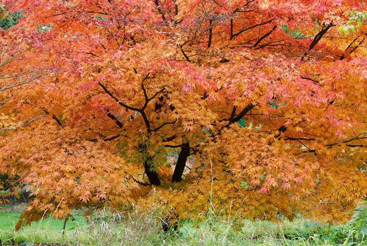 Acer palmatum 'Elegans',Japanese Maple 'Elegans', Acer palmatum 'Heptalobum Elegans', Acer palmatum 'Septemlobum Elegans', Tree with fall color, Fall color, Attractive bark Tree, red leaves, Red Acer, Red Japanese Maple, Red Maple