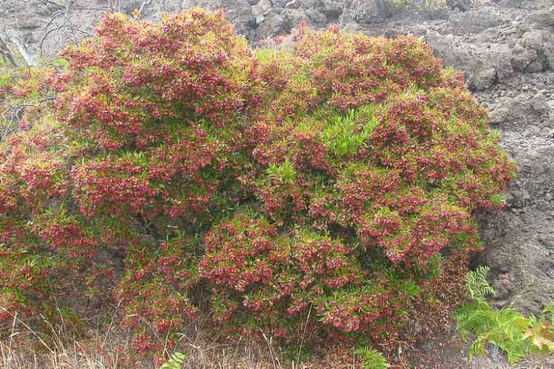 Dodonaea viscosa, Florida Hopbush, Hopseed Bush, Switch Sorrel, Varnish Leaf, Hopbush, Chapoliztle, Casol, Akeake, Dodonaea cuneata