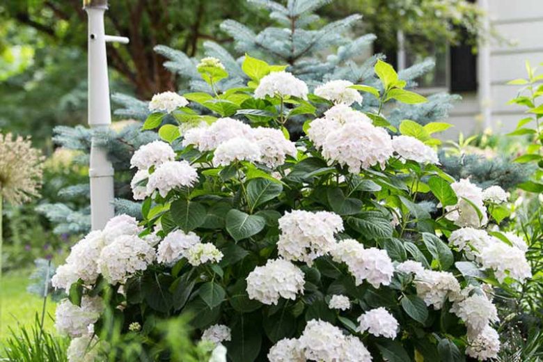 Hydrangea Macrophylla 'Blushing Bride', Bigleaf Hydrangea 'Blushing Bride', French Hydrangea 'Blushing Bride', Mophead Hydrangea 'Blushing Bride', White hydrangea, Pink hydrangea