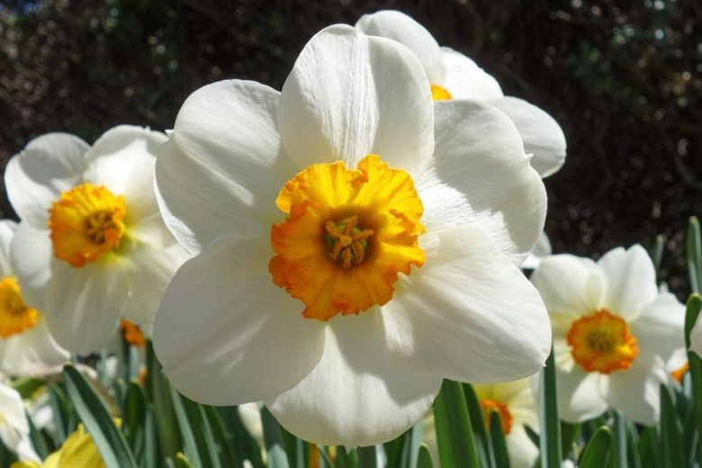 Narcissus Barrett Browning, Daffodil Barrett Browning,Narcisse Barrett Browning, Small-Cupped Daffodils, white daffodil, Award daffodil