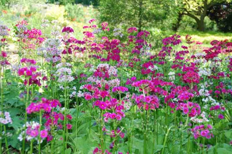Primula Japonica, Primrose, Japanese Primrose, Candelabra Primrose, Candelabra Primula, Fairy Primrose, Shade plants, shade perennial, plants for shade, plants for wet soils