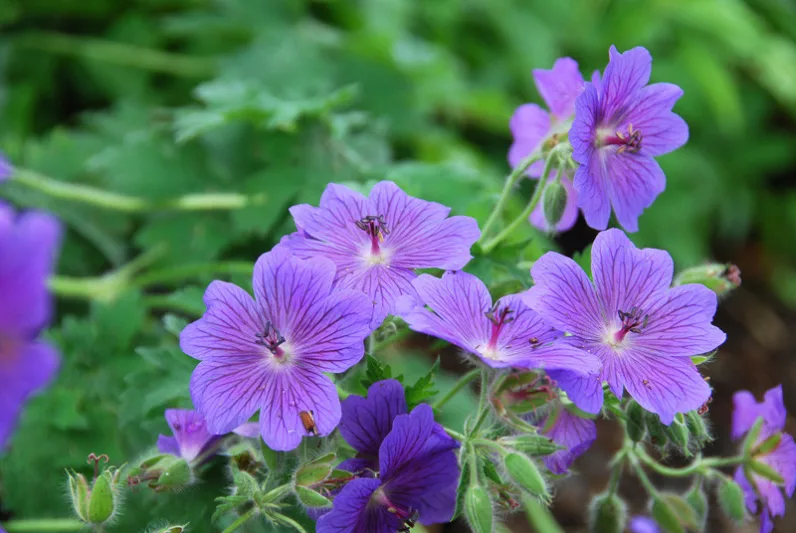 Geranium x Magnificum,Geranium Magnificum, Purple Cranesbill, Showy Cranesbill, Hardy Geranium, Blue Geranium, Purple Geranium