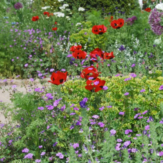 Papaver Commutatum 'Ladybird',Poppy 'Ladybird', Ladybug Poppy, 'Ladybird' Poppy, Red flowers