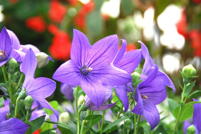 Platycodon, Balloon Flowers, Platycodon grandiflorus, Blue perennials, Pink perennials, Blue flowers, Pink flowers