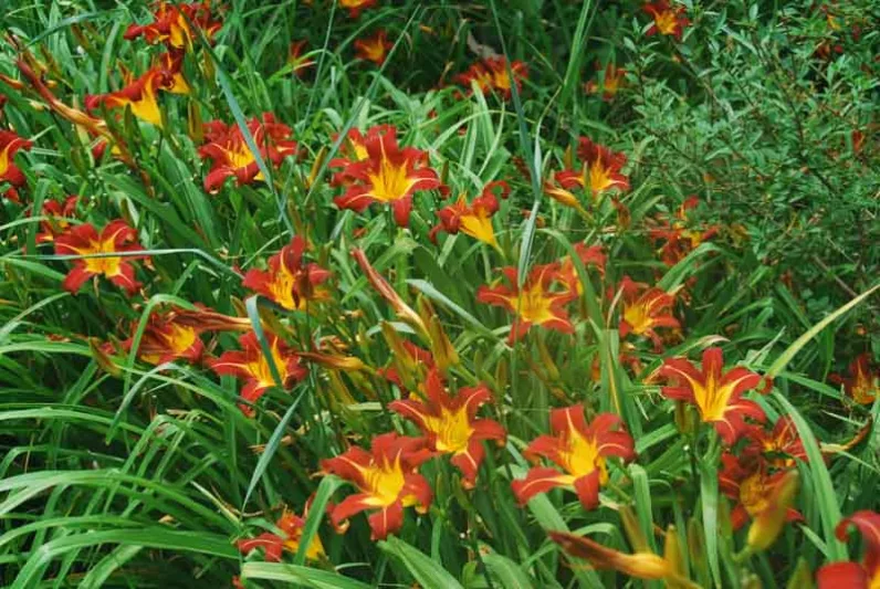 Hemerocallis 'Autumn Red', Daylily 'Autumn Red', Day Lily 'Autumn Red', 'Autumn Red' Daylily, daylilies, Daylily, Day Lilies, Red flowers, Orange day lily, Orange Daylily, Hemerocallidaceae, perennial, plant