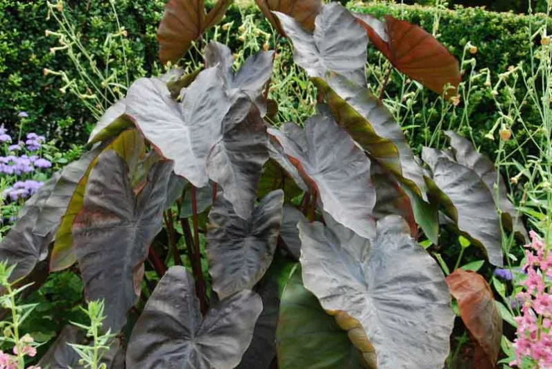 Colocasia esculenta 'Diamond Head', Taro 'Diamond Head', Elephant Ears 'Diamond Head', dark leaves, evergreen perennial,