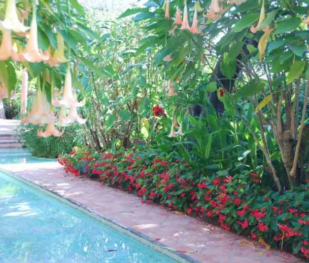 Begonia 'Dragon Wing', 'Dragon Wing' Begonia, Tuberous Begonia, 'Angel-Wing' Begonia, Begonia Hybrid, shade loving plants, summer flower bulbs, shade plants, Shade flowers, shade loving flowers