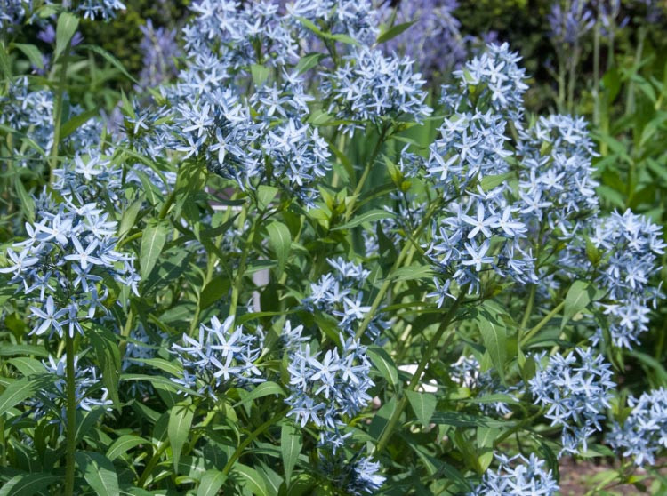 Amsonia Tabernaemontana, Blue Star, Willow Amsonia, Blue Dogbane, Willow Blue Star, Blue flowers, Amsonia orientalis, eastern blue star, Amsonia 'Blue Ice',Amsonia hubrichtii, Hubricht's blue