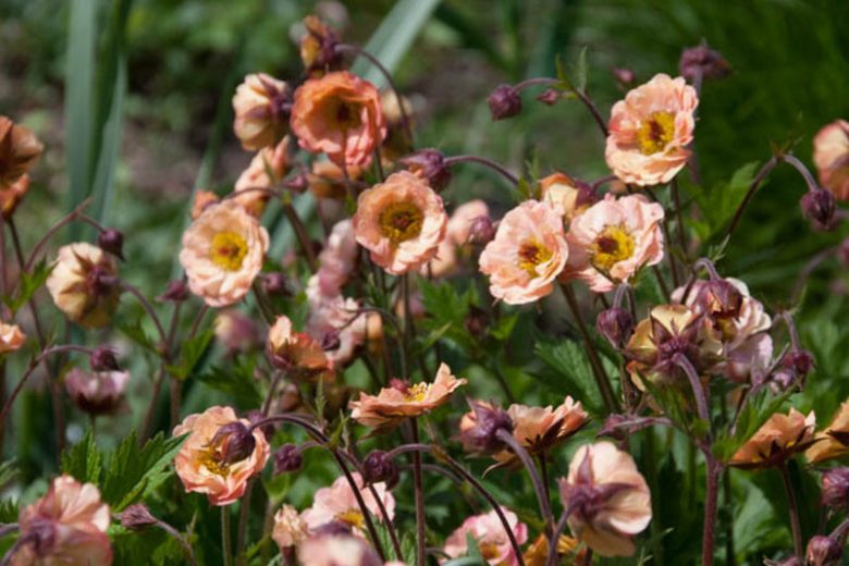Geum 'Mai Tai', 'Mai Tai' Avens, Pink Geum, Pink Avens, Pink Flowers