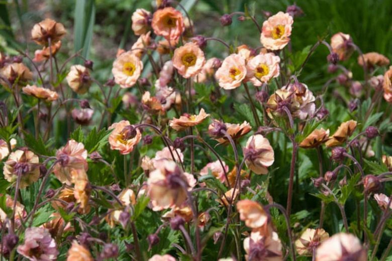 Geum 'Mai Tai', 'Mai Tai' Avens, Pink Geum, Pink Avens, Pink Flowers