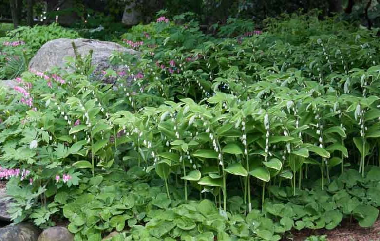 Polygonatum Odoratum 'Variegatum', Solomon's Seal Variegatum, Polygonatum multiflorum Variegatum, Polygonatum odoratum 'Grace Barker', Polygonatum × hybridum 'Variegatum', Polygonatum × hybridum 'Striatum', shade perennials, wet soil perennials