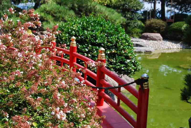 Abelia grandiflora, Glossy Abelia, semi-evergreen Shrub, Evergreen shrub, Fragrant Shrub, Pink Flowers, White Flowers, Variegated Leaves, Variegated Foliage