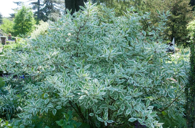 Cornus Alba, Tatarian Dogwood, Red-Barked Dogwood, White Dogwood, Siberian Dogwood, Deciduous Shrubs, Foliage, Fall color, Winter color, shrub with berries