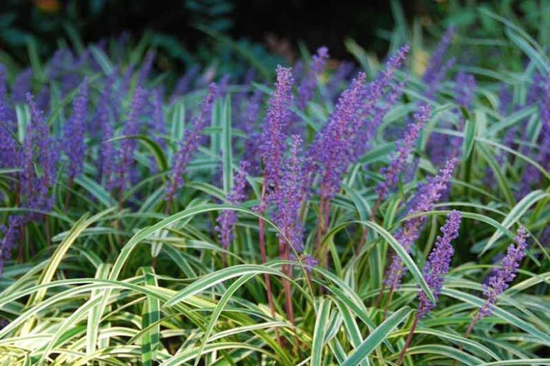 Liriope muscari, Liriope spicata, Lily Turf, Blue Lily Turf, Monkey Grass, Big Blue Lilyturf, Liriope platyphylla, Ophiopogon graminifolius, Variegated Lily Turf