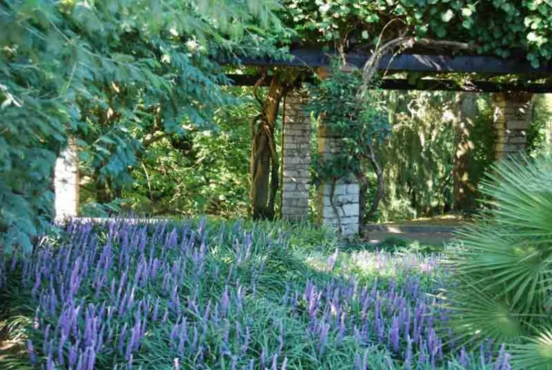 Liriope Muscari, Lily Turf, Blue Lily Turf, Monkey Grass, Big blue Lilyturf, Liriope platyphylla, Ophiopogon graminifolius, AGM Perennial, Purple flowers, Evergreen perennial