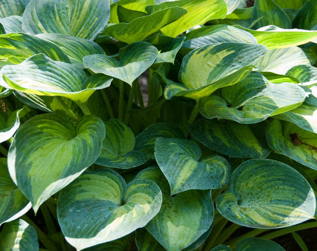 Hosta June, Variegated Plantain lily, Plantain Lily 'June', Shade perennials, Plants for shade