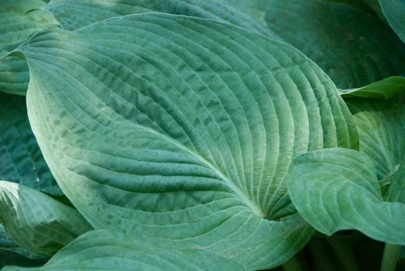 Hosta 'Blue Ange',  Plantain Lily 'Blue Angel', 'Blue Angel' Hosta, sieboldiana Hosta, Blue Hostas, Shade perennials, Plants for shade