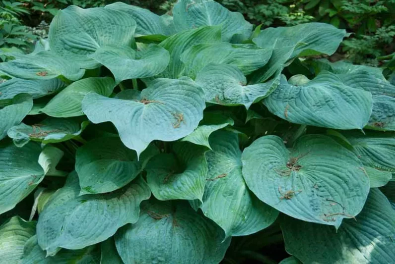Hosta 'Blue Ange',  Plantain Lily 'Blue Angel', 'Blue Angel' Hosta, sieboldiana Hosta, Blue Hostas, Shade perennials, Plants for shade