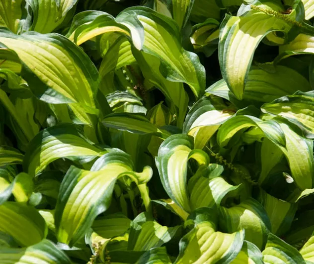 Hosta First Mate, Variegated Plantain lily, Plantain Lily 'First Mate', Shade perennials, Plants for shade