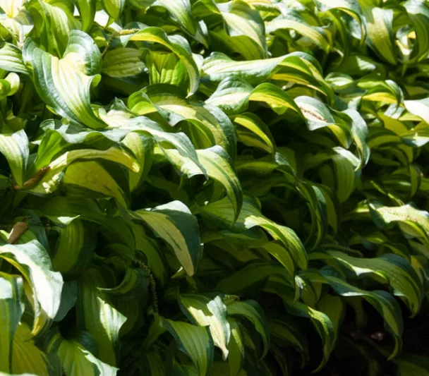 Hosta First Mate, Variegated Plantain lily, Plantain Lily 'First Mate', Shade perennials, Plants for shade