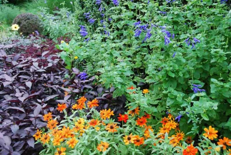 Salvia guaranitica 'Black and Blue', Anise-Scented Sage 'Black and Blue', Blue Anise Sage 'Black and Blue', Brazilian Anise Sage  'Black and Blue', Blue Sage, Blue Salvia