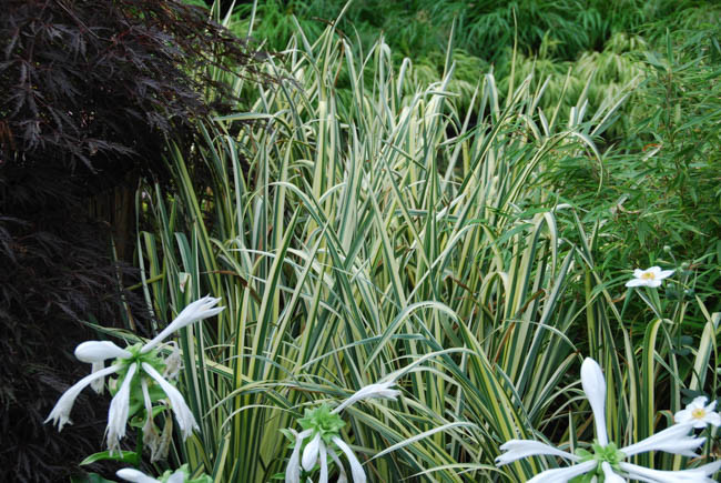 Japanese Iris Variegata, Japanese Flag Variegata, Japanese Water Iris Variegata, Iris ensata Variegata, Iris Ensata Silverband,Japanese Iris Silverband, Japanese Flag Silverband, Japanese Water Iris Silverband, Sword-Leaved Iris Silverband, Iris kaempferi Silverband, Red Iris, Flowers for wet soils, Plants for wet soils, Best Japanese Iris