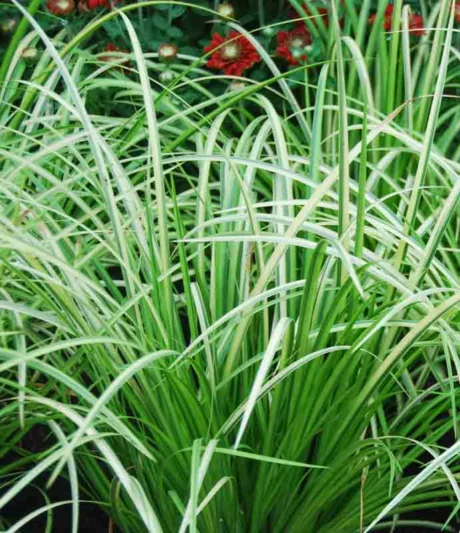Acorus gramineus 'Ogon', Golden Variegated Sweet Flag, Golden Dwarf Sweet Flag, Grassy-Leaved Sweet Flag