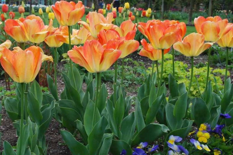 Tulipa Daydream, Tulip 'Daydream', Darwin Hybrid Tulip 'Daydream', Darwin Hybrid Tulips, Spring Bulbs, Spring Flowers, Tulipe Daydream,Tulipes Darwin, Apricot tulips, Orange tulips
