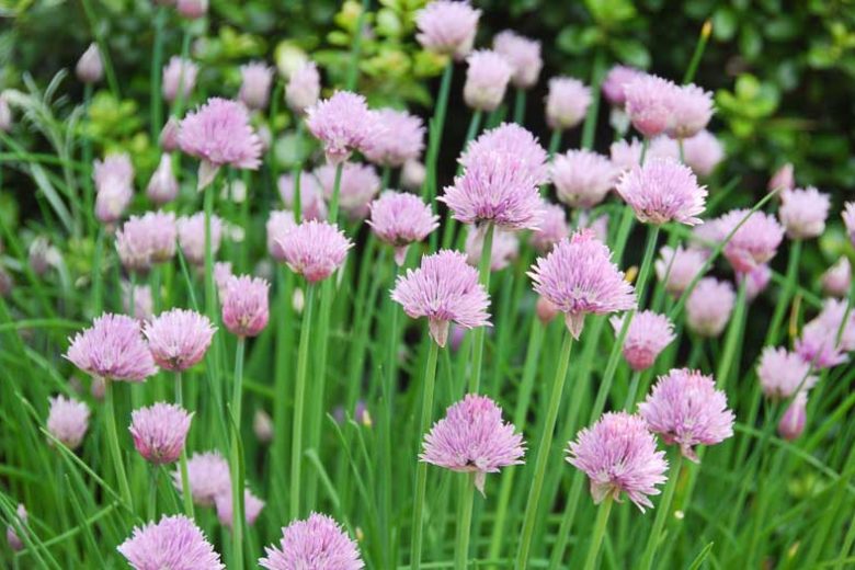 Allium Schoenoprasum, Chives, Chives Plant, Chives Flower, Cive, Onion Grass, Aromatic Herb, Cooking Herb