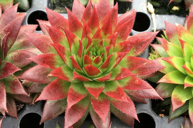 Sempervivum Autumn Apple, Hens and Chicks Autumn Apple, Houseleek Autumn Apple, Chick Charms Series, succulent, evergreen succulent, Red Succulent, drought tolerant perennial, drought tolerant plant