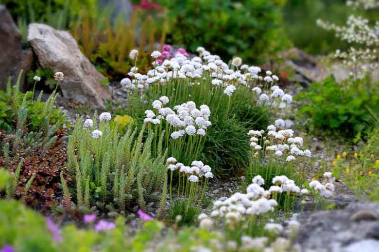 Armeria Maritima 'Alba', Sea Thrift 'Alba', Thrift 'Alba', Sea Pink 'Alba', Cliff Rose 'Alba', Cushion Pink 'Alba', White Flowers
