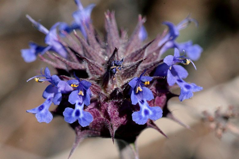 Salvia columbariae, California Sage, Chia Sage, Golden Chia, Desert Chia, Chia