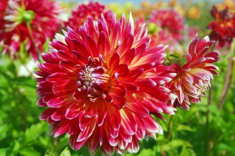 Dahlia 'Akita', 'Akita' Dahlia, Miscellaneous Dahlias, Dinner Plate Dahlias, Red Dahlia flowers , dahlia tubers, summer bulbs